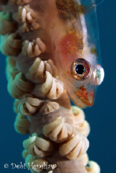 Whip Goby. 60mm +4 diopter. I wanted to achieve a blue ra... by Debi Henshaw 